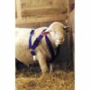 HARNAIS POUR BÉLIER