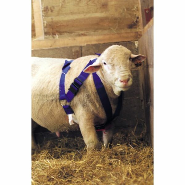 HARNAIS POUR BÉLIER