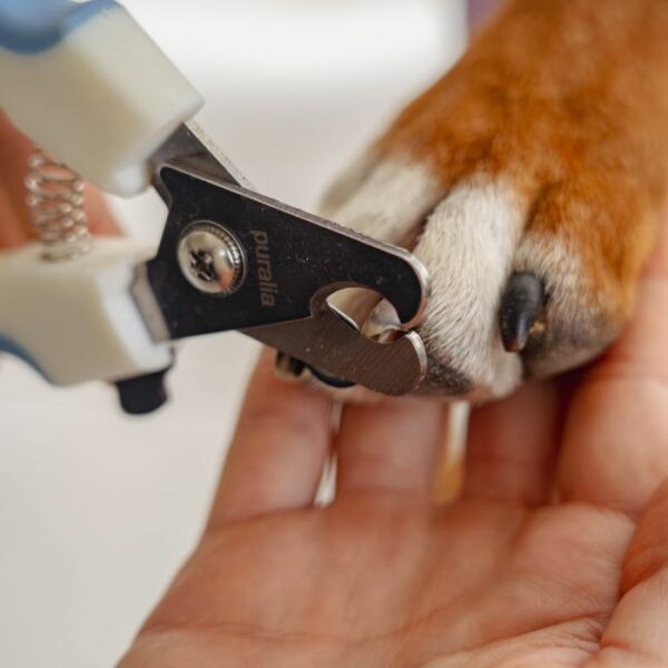 Coupe-griffes