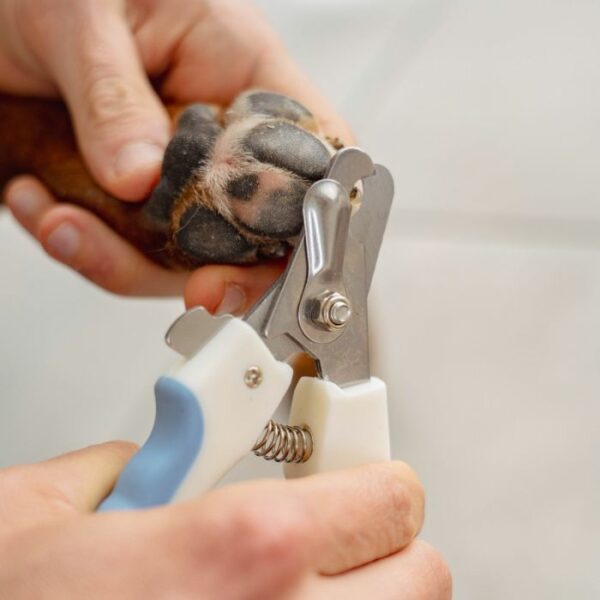 Coupe-griffes