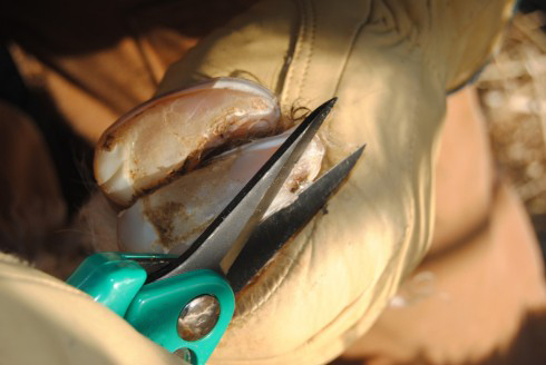 Cisaille mouton premium